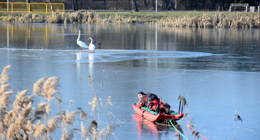 Bezpieczeństwo, ratunek łabędziom - zdjęcie, fotografia