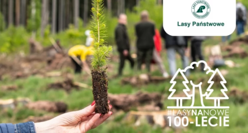 Lasy na nowe 100-lecie