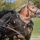 zdjęcie nr 51